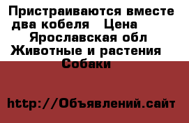 Пристраиваются вместе два кобеля › Цена ­ 20 - Ярославская обл. Животные и растения » Собаки   